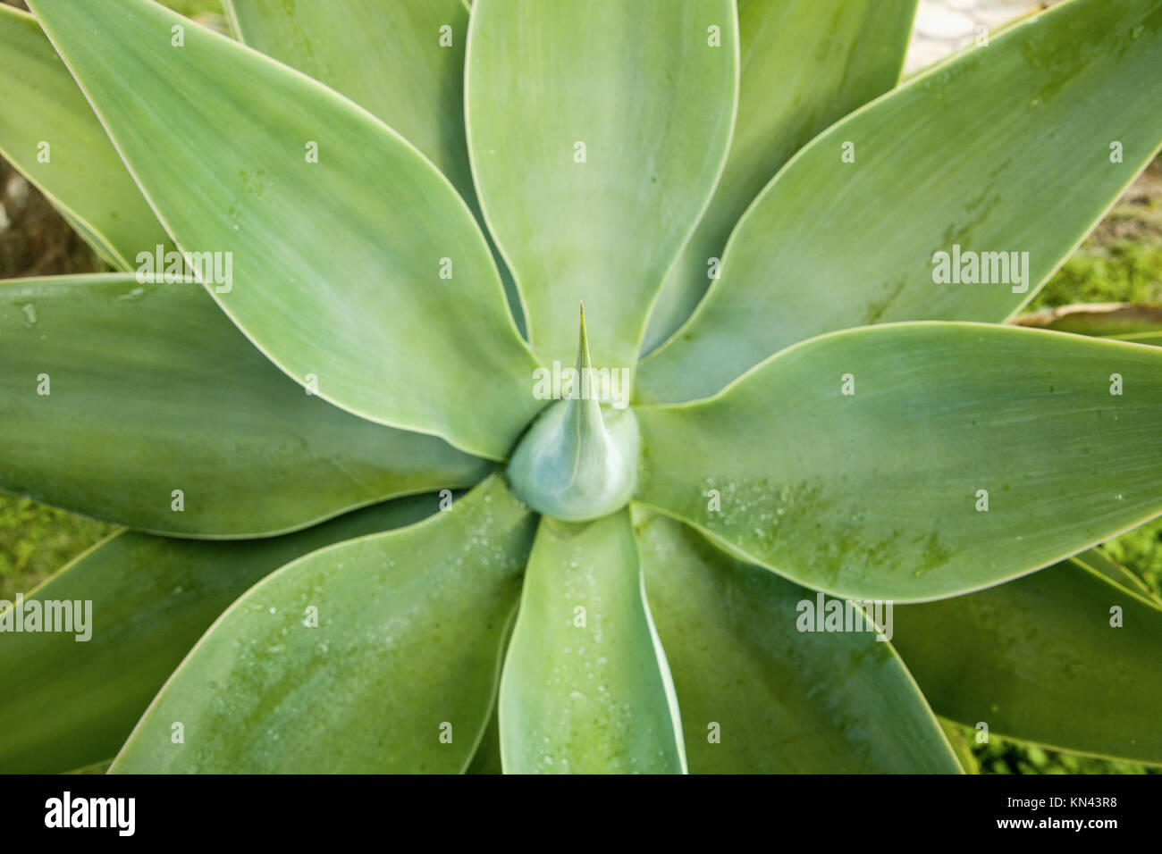 Agave Attenuata Kaktus Pflanze, Sagres, Algarve, Portugal. Stockfoto