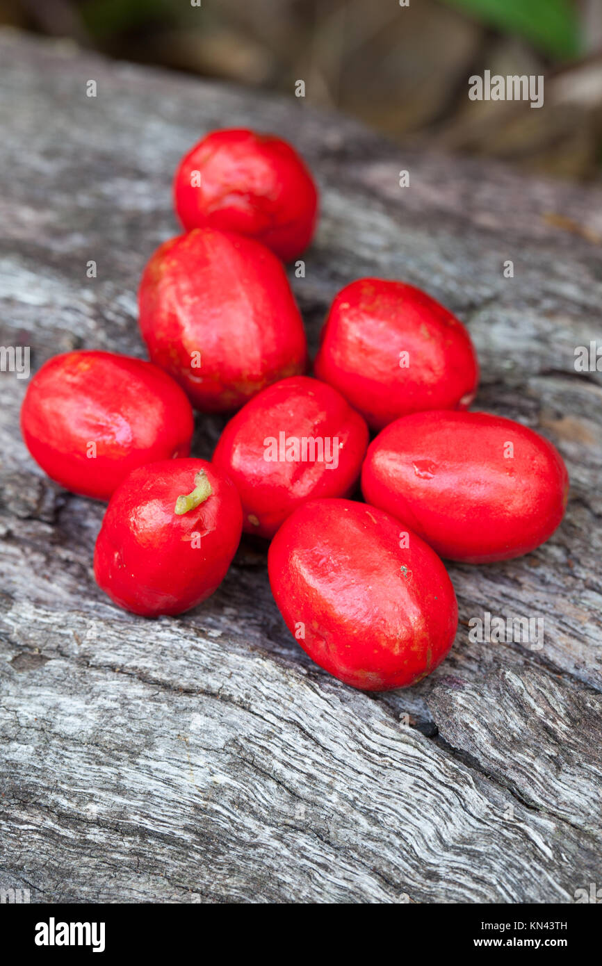 Crimson Berry (Antirhea tenuiflora) reife Früchte. Cow Bay. Daintree National Park. Queensland. Australien. Stockfoto