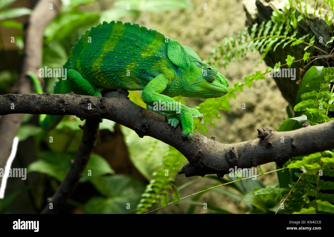 Riesige Chamäleon, Chamaeleo melleri mit starken grünen Farbe über die Branche. Stockfoto