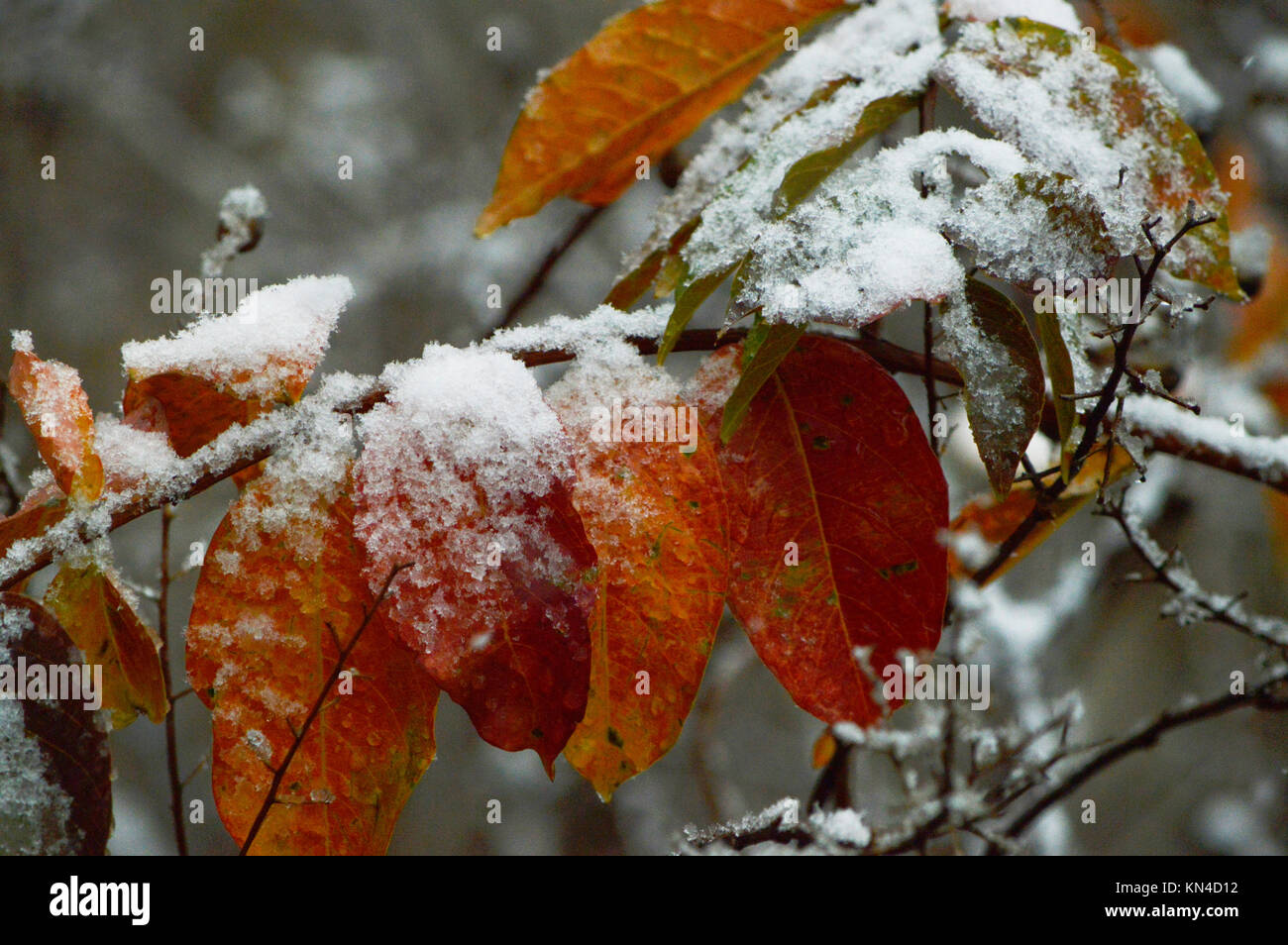 Herbstlaub im Schnee Stockfoto