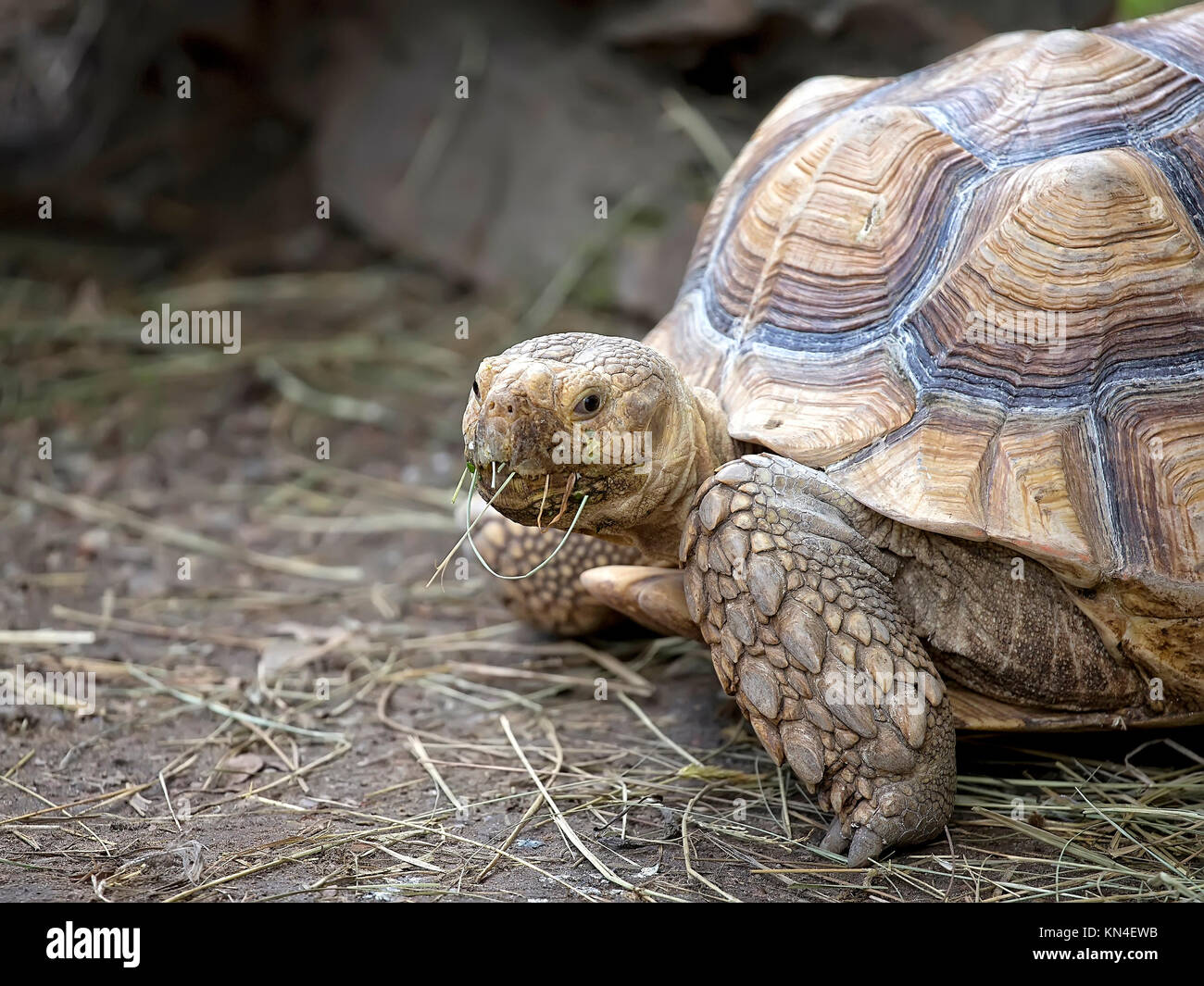 Schildkröte in der Wildnis, ein Porträt Stockfoto