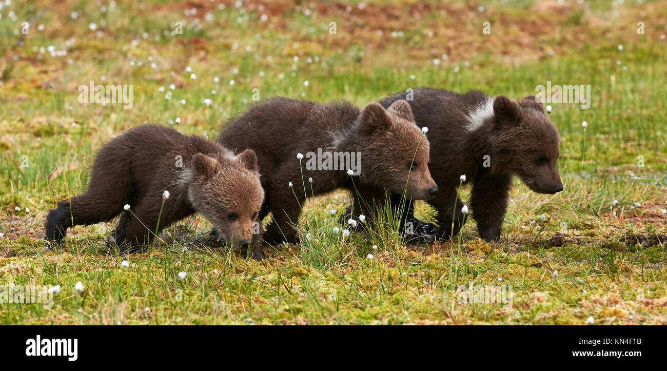 Drei Braunbären Jungtiere im Frühjahr in der finnischen Taiga fotografiert Stockfoto