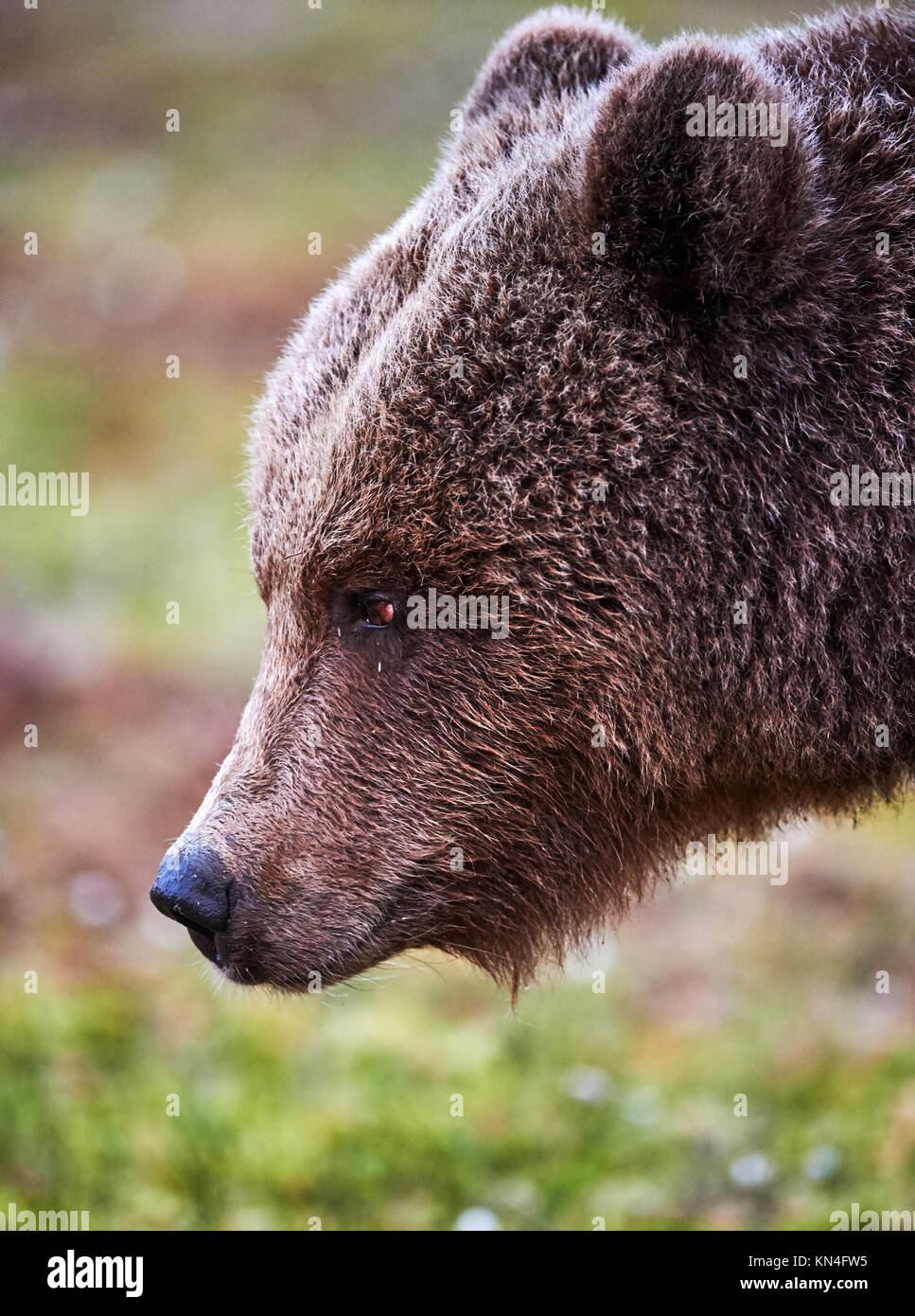 Porträt einer jungen Braunbären, fotografiert im Profil Stockfoto