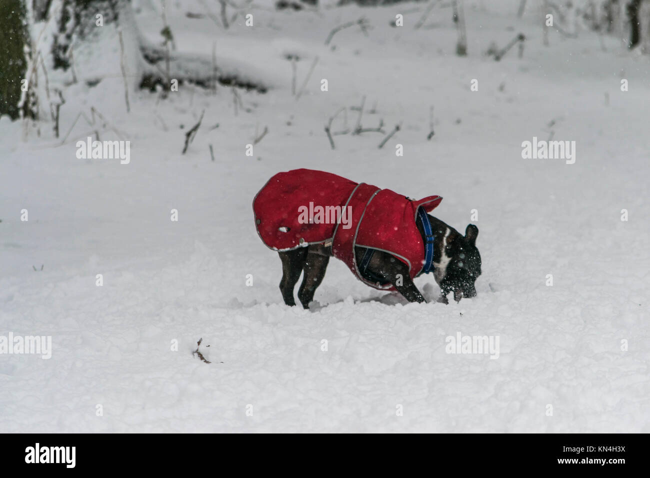 Hund spielen im Schnee in einem schweren verschneiten Tag. Stockfoto