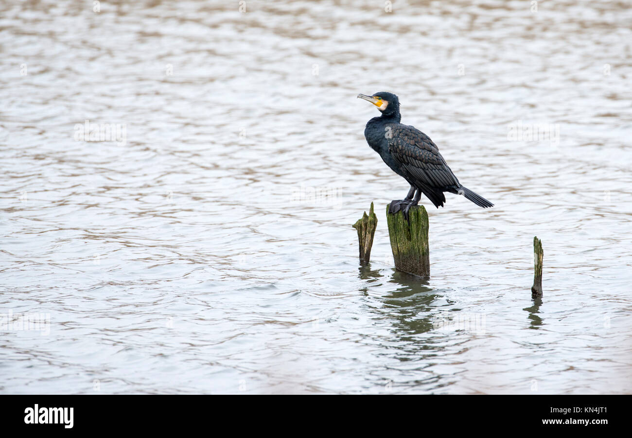 Gemeinsame oder Kormoran (Phalacrocorax carbo) Stockfoto