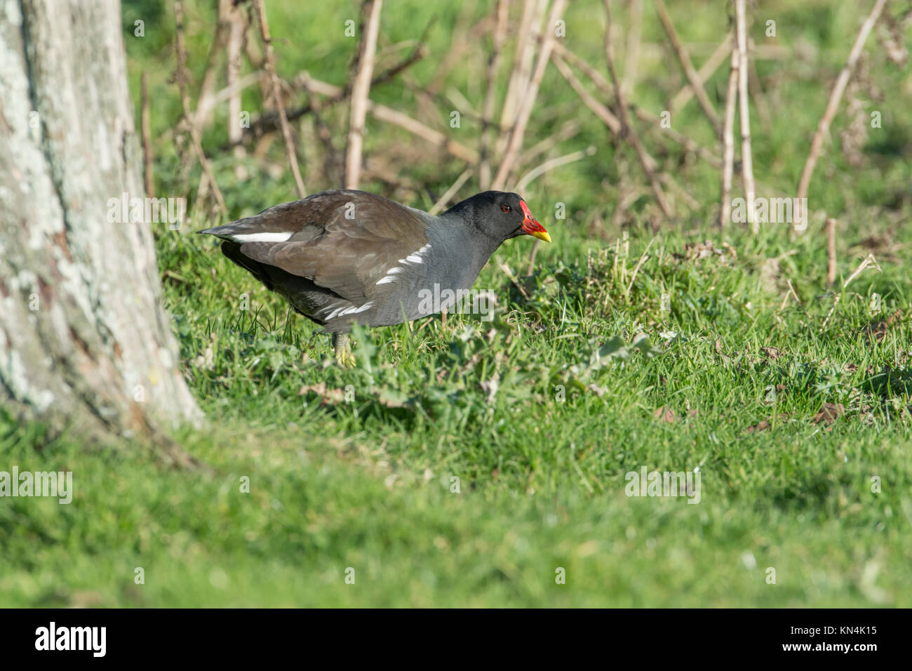 Sumpfhuhn (Gallinula chloropus) Nahrungssuche auf unebenem Boden Stockfoto