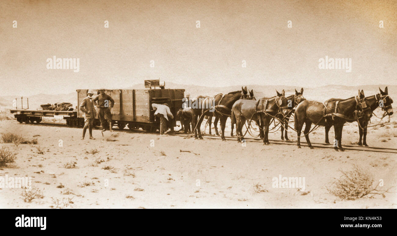 Material Transport 1915, Esel ziehen Güterwagen, Lüderitzbucht, ehemaliger Deutsch Süd West Afrika Stockfoto
