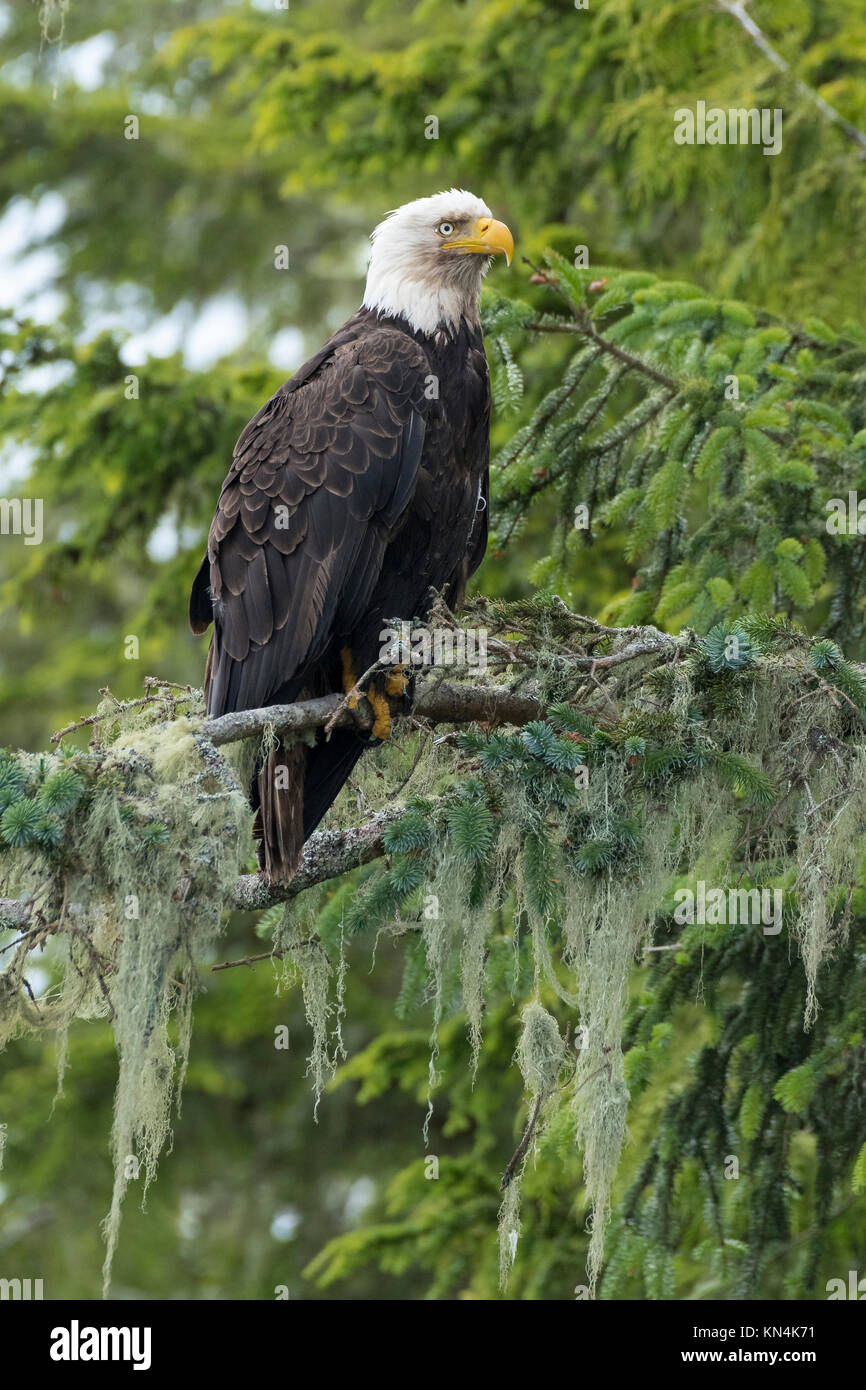 Weißkopfseeadler (Haliaeetus leucocephalus) ist auf der Suche nach Bemooster Tannen (Abies), Campbell River, British Columbia, Kanada Stockfoto