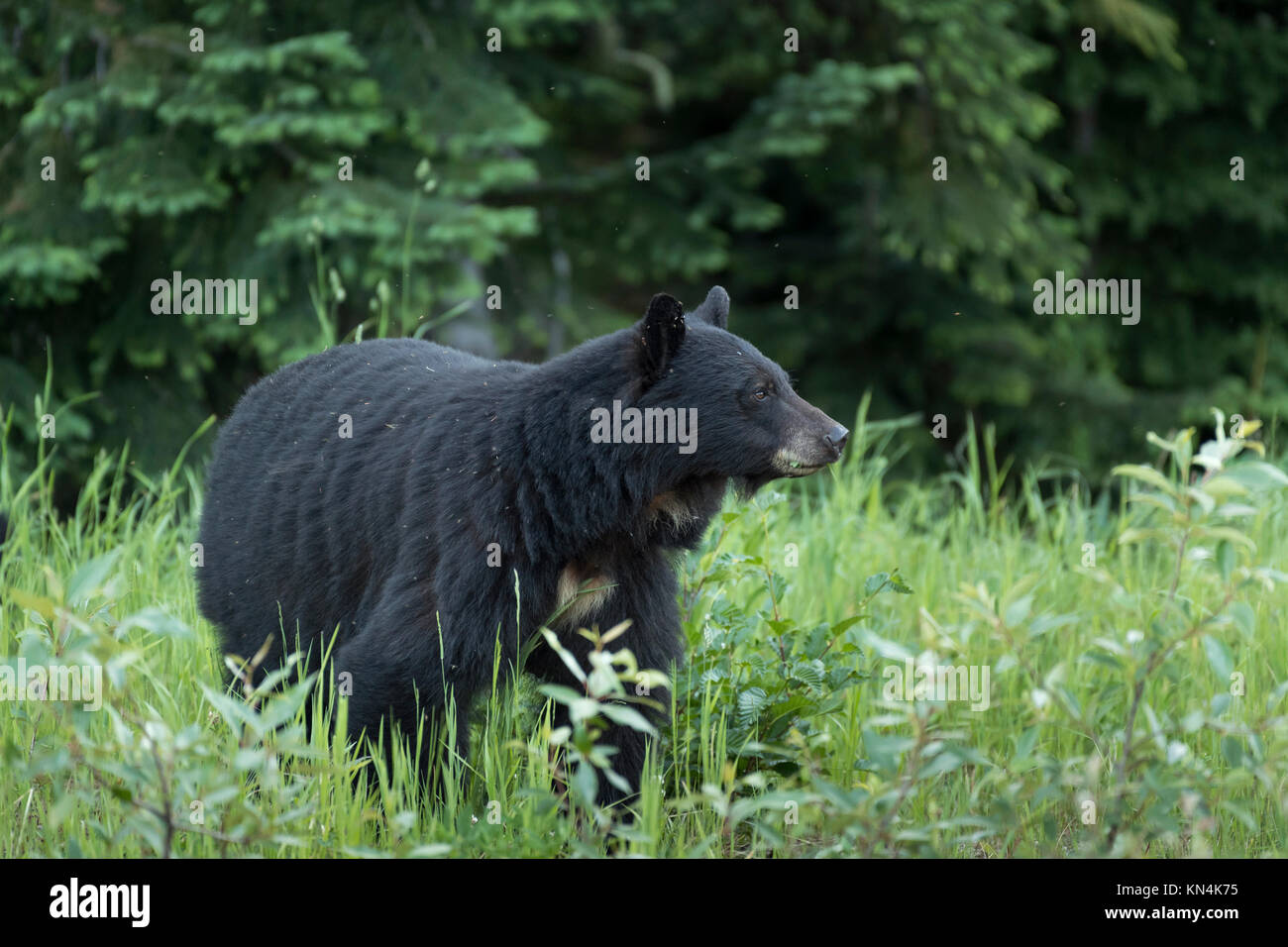 Amerikanischer Schwarzbär (Ursus americanus), Whistler, British Columbia, Kanada Stockfoto