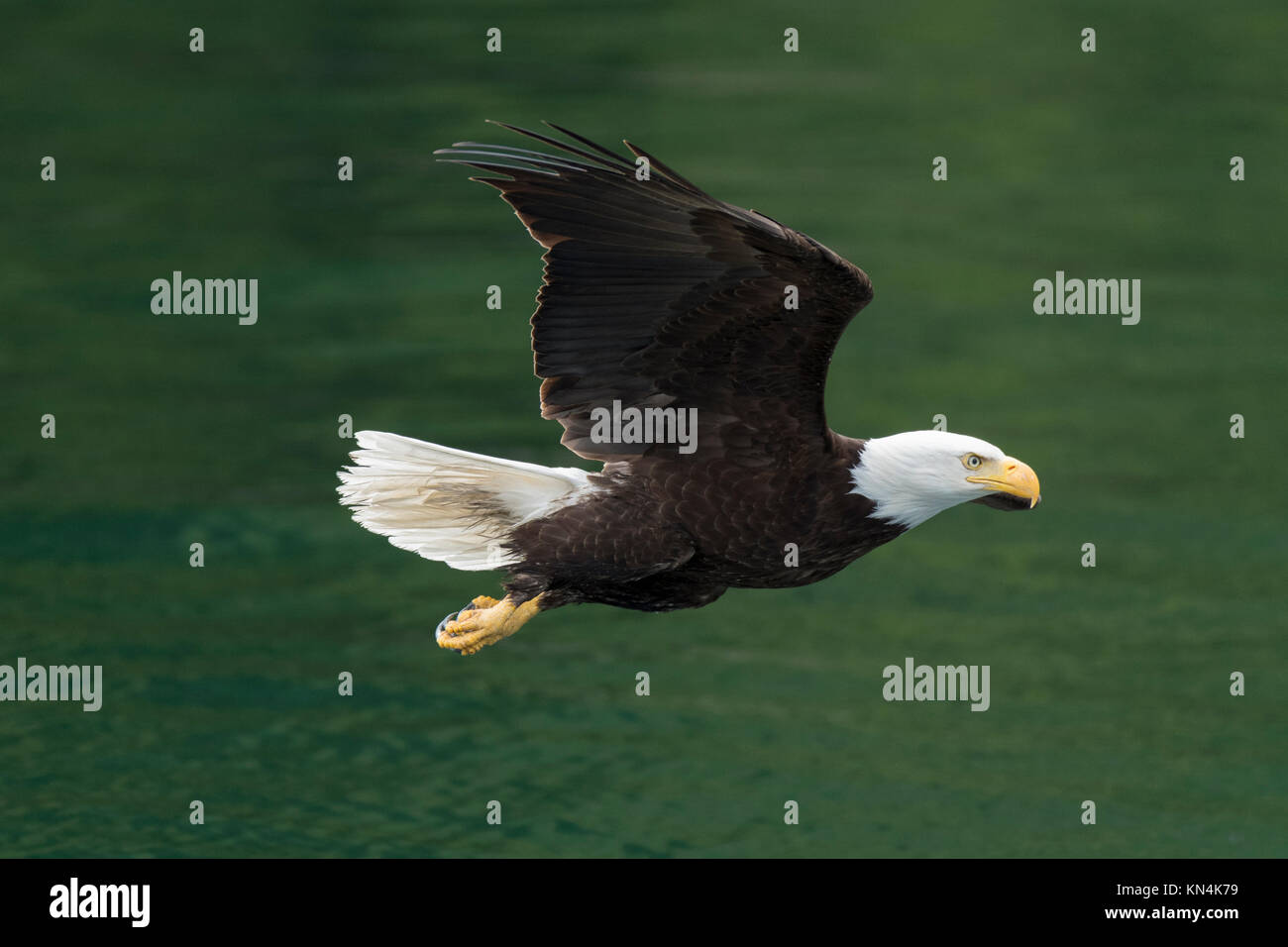 Weißkopfseeadler (Haliaeetus leucocephalus), Fliegen über Wasser, Campbell River, British Columbia, Kanada Stockfoto