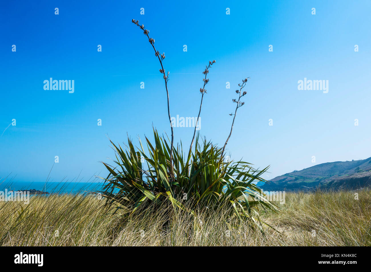 Aloe Pflanze auf Shell Beach, Herm, Guernsey, Channel Islands, Großbritannien Stockfoto