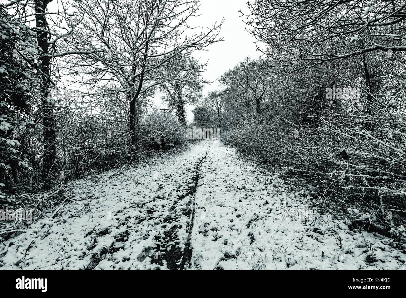 Wirral Country Park - ein Winter Szene Stockfoto