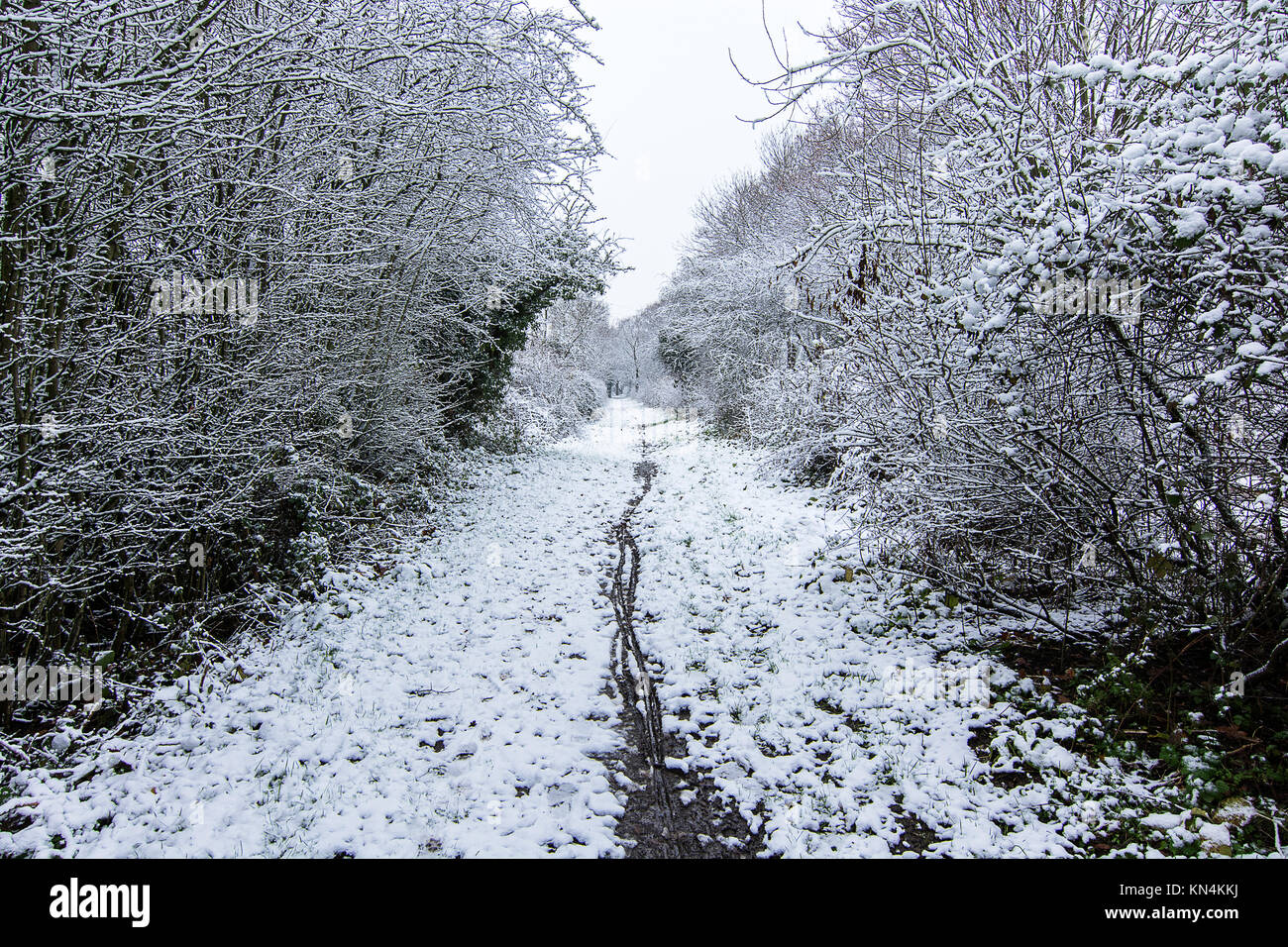 Wirral Country Park - ein Winter Szene Stockfoto