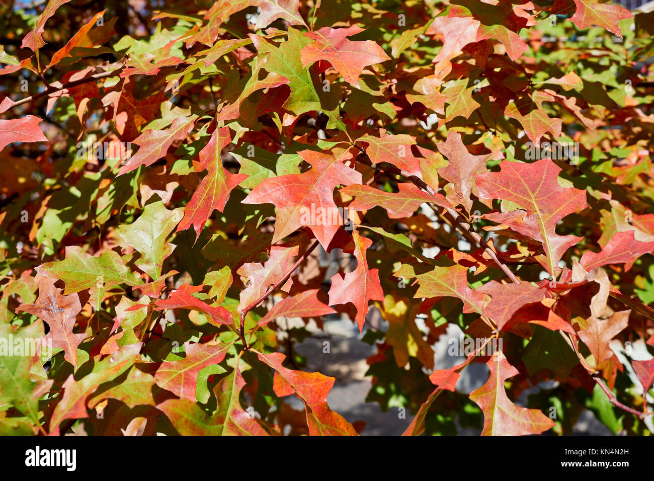 Quercus Rubra L oder Roteiche, östliche Rote Eiche Blätter gerade Drehen im Herbst oder im Herbst Jahreszeit als guten Hintergrund dienen. Stockfoto