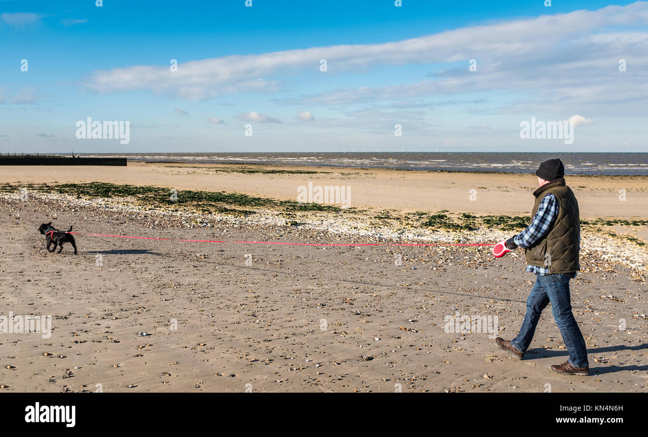 Man Walking am Strand im Winter bei Ebbe mit ein Staffordshire Bull Terrier Hund auf einer sehr langen versenkbaren verlängerbaren Leine, oder führen. Stockfoto