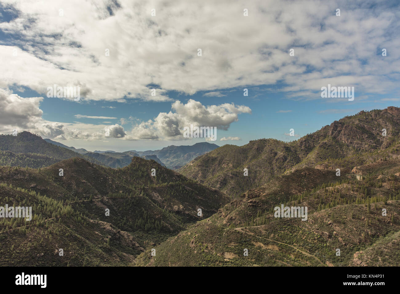 Wiederaufforstung von Nadelwald in Gran Canaria Berge Landschaft Stockfoto