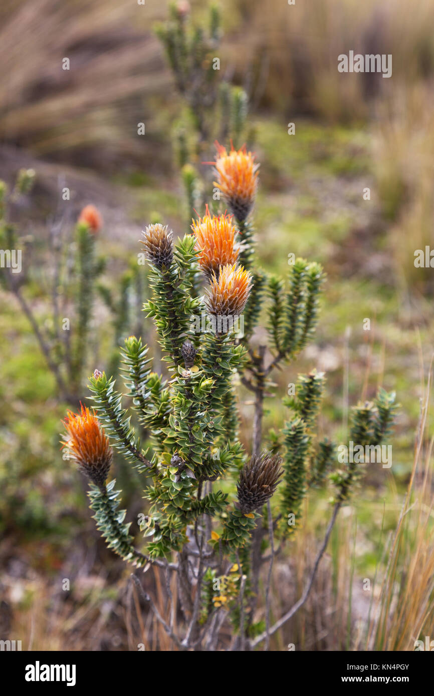 Ecuador Blume - Die Blume der Anden, Chuquiraga jussieui, wachsende in Ecuador Südamerika Stockfoto