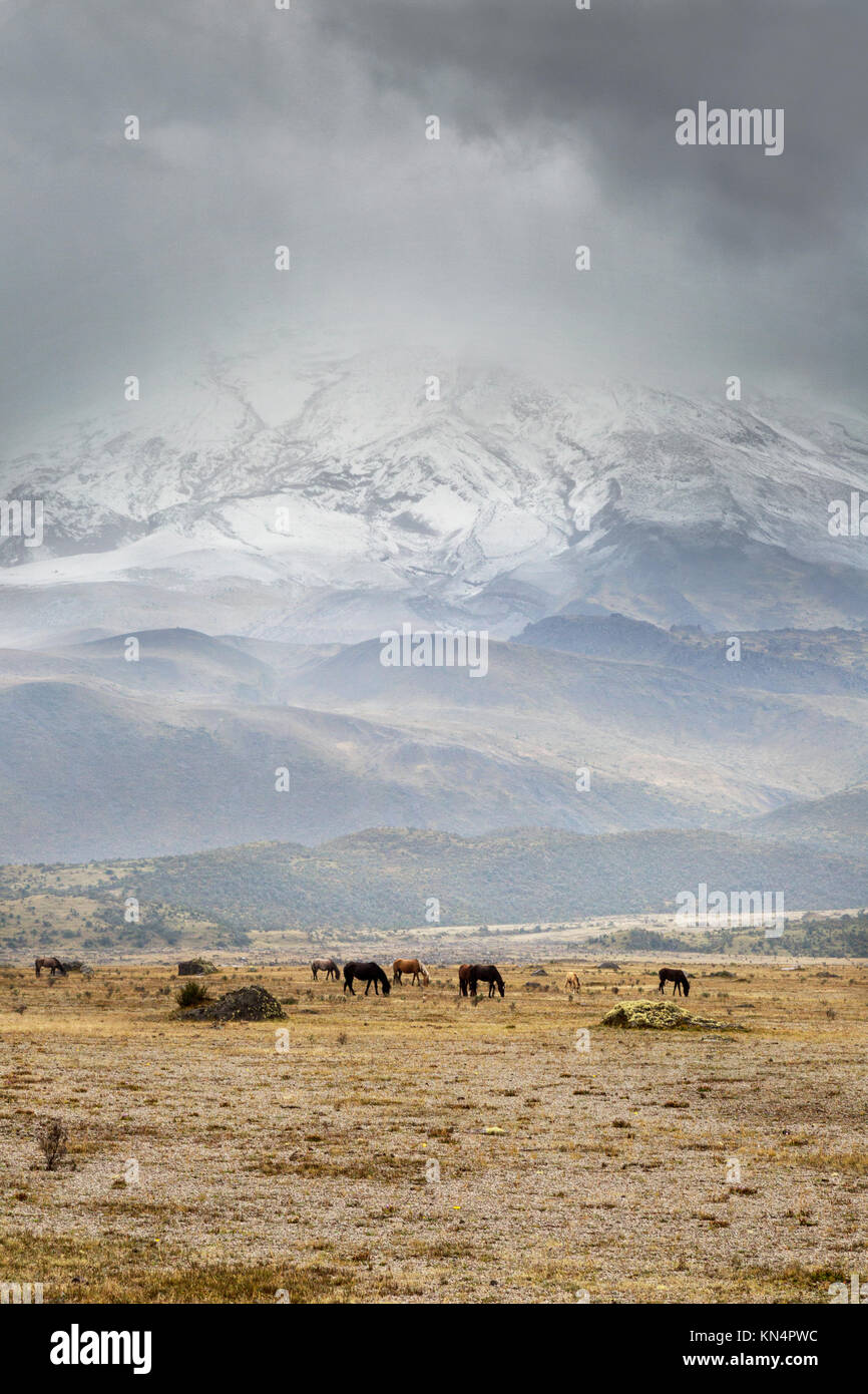Ecuador Landschaften; wilde Pferde grasen unter einem stürmischen Vulkan Cotopaxi, Cotopaxi Nationalpark, Ecuador Südamerika Stockfoto