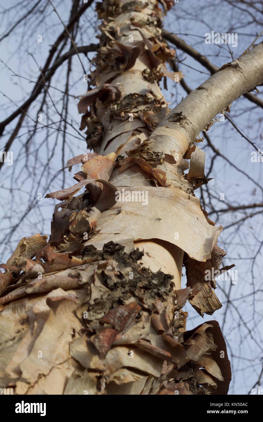 Nahaufnahme der Schönen geschält und zerrissen Flußbirke Baumrinde Stockfoto