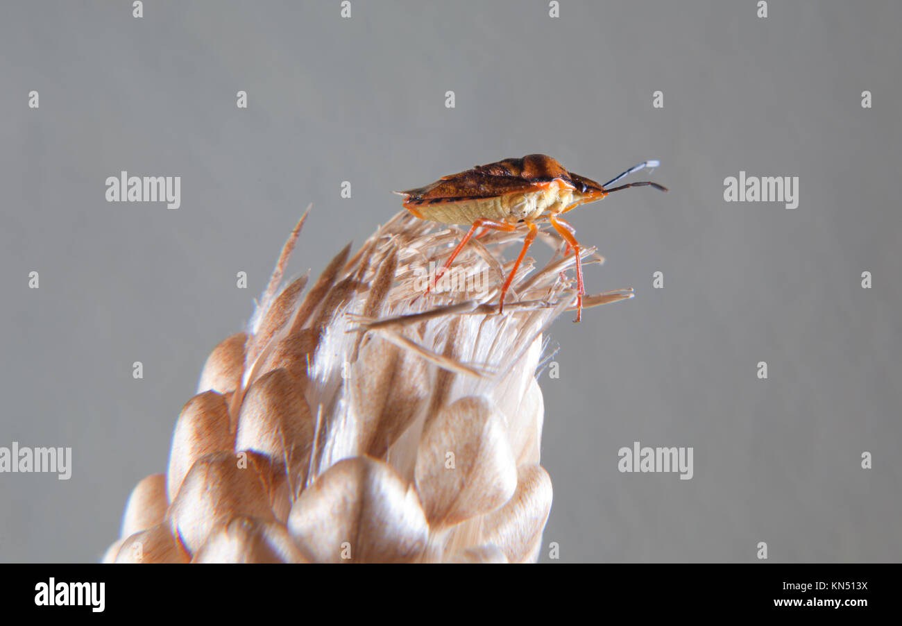 Carpocoris fuscispinus True bug Klettern eine trockene Blume. Interessanten kleines Insekt auch als Käfer stinken. Stockfoto