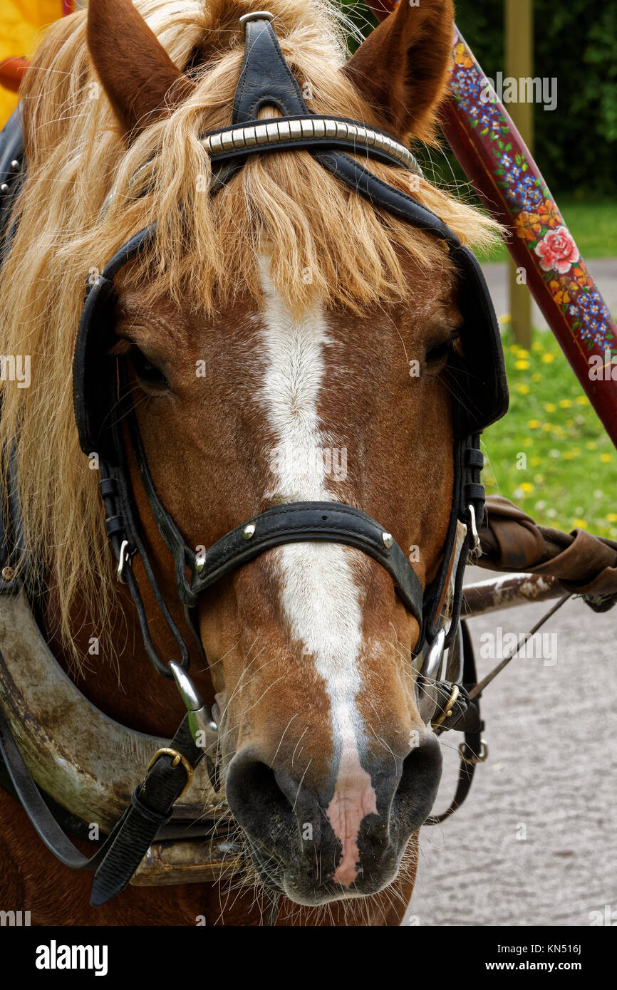 Foto von einem Pferd vorgespannt Stockfoto