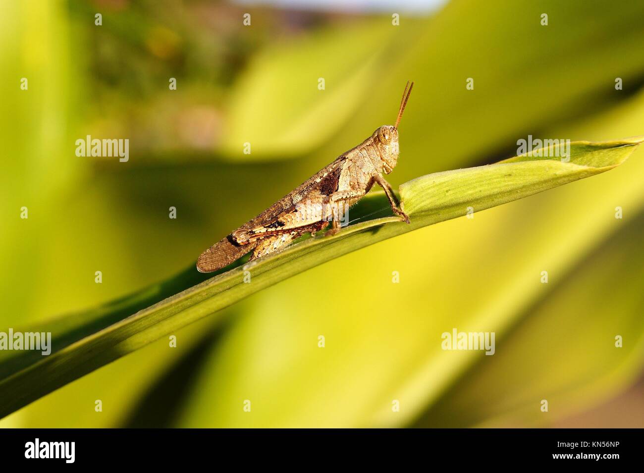 Nahaufnahme einer braunen grashüpfer insekt in der Natur, Kolahapoor, Maharashtra, Indien. Stockfoto