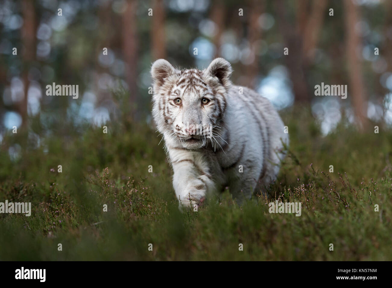 Royal Bengal Tiger (Panthera tigris), weißes Tier, heimlich durch das Unterholz der natürlichen Wälder schleichen, frontal geschossen, geringe Sicht. Stockfoto