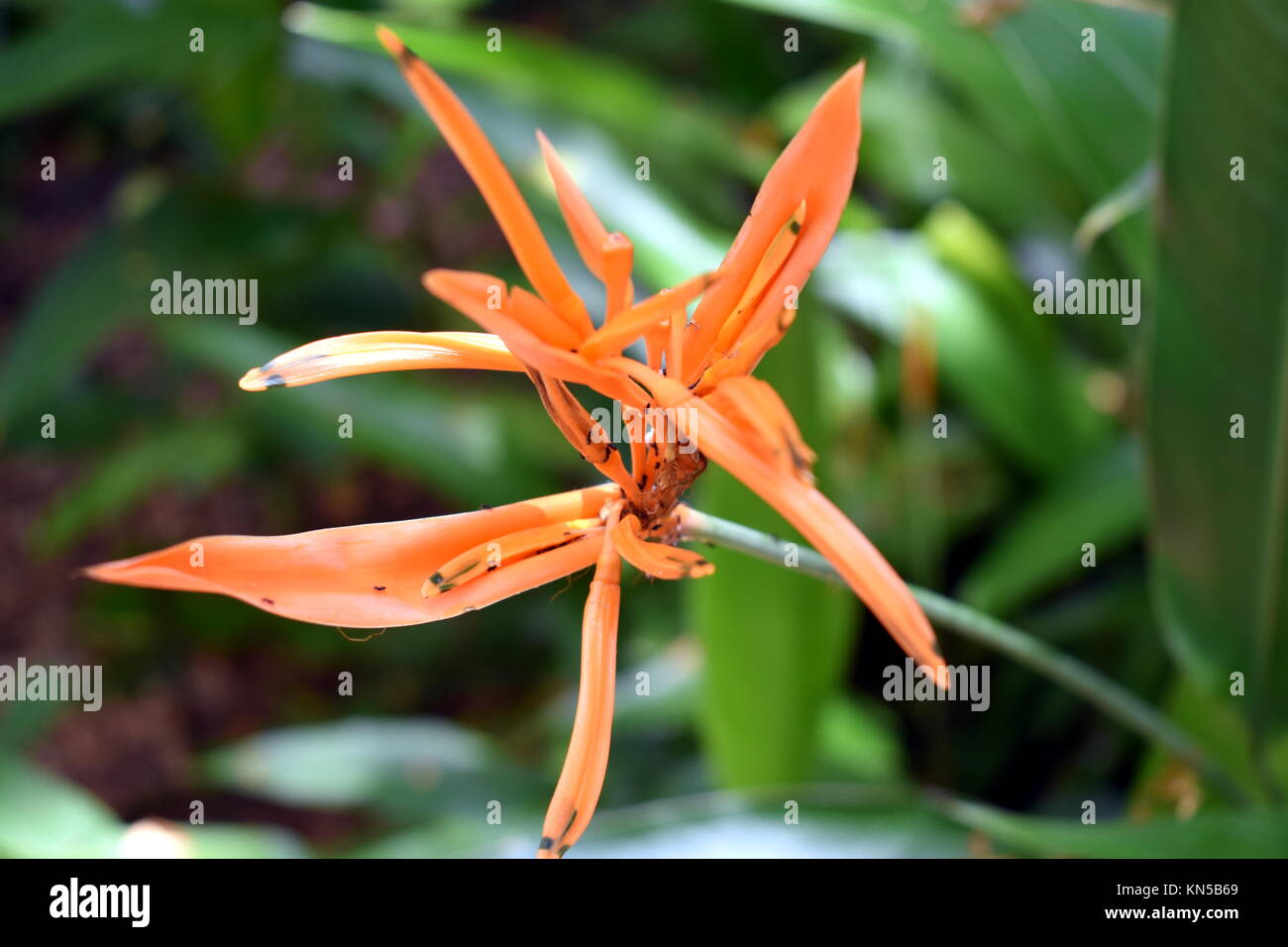 Orangefarbene Blume Stockfoto