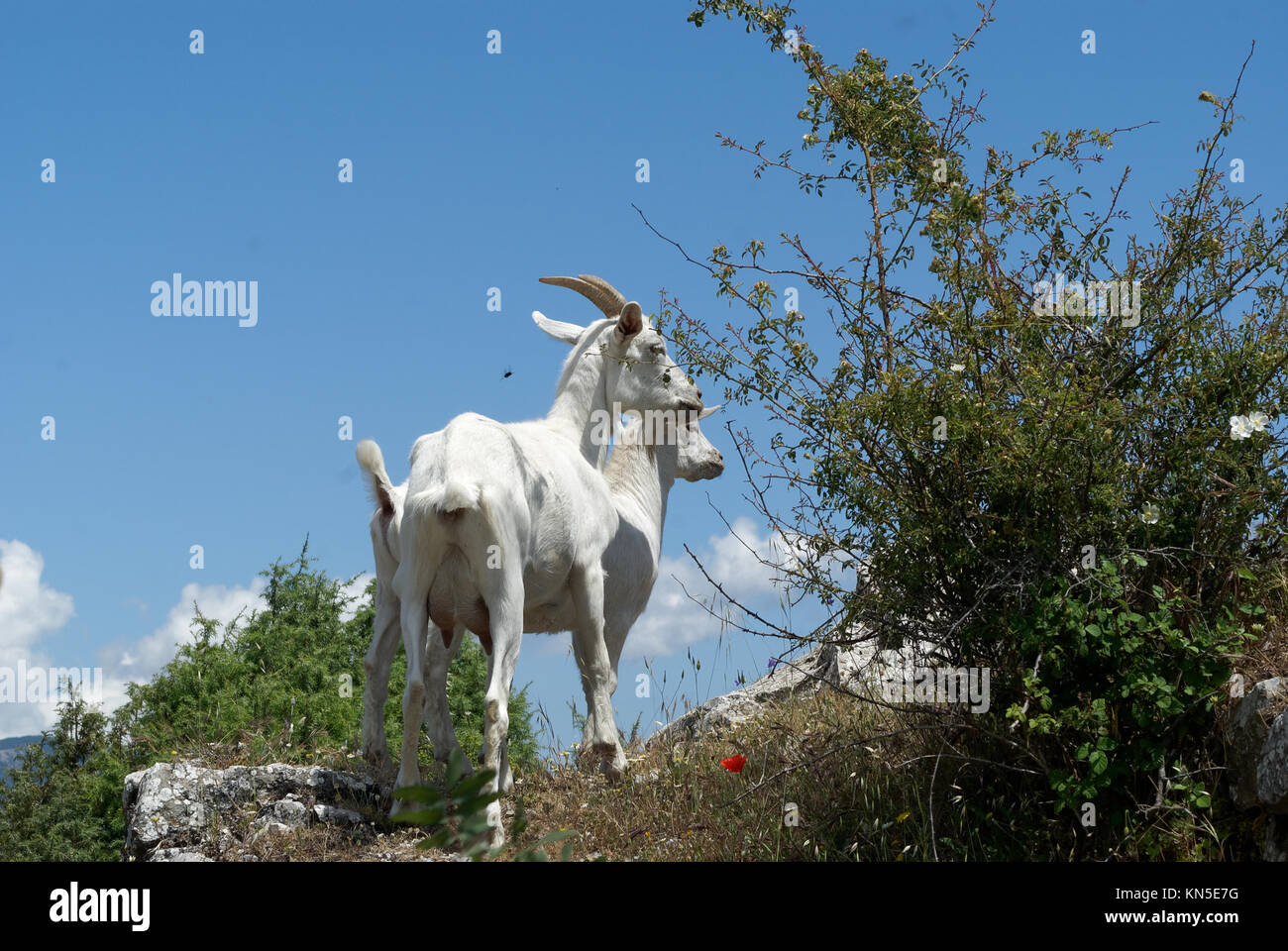 Weiß Billy Goat und Ziege auf einem Hügel vor blauem Himmel in der Provence. Stockfoto