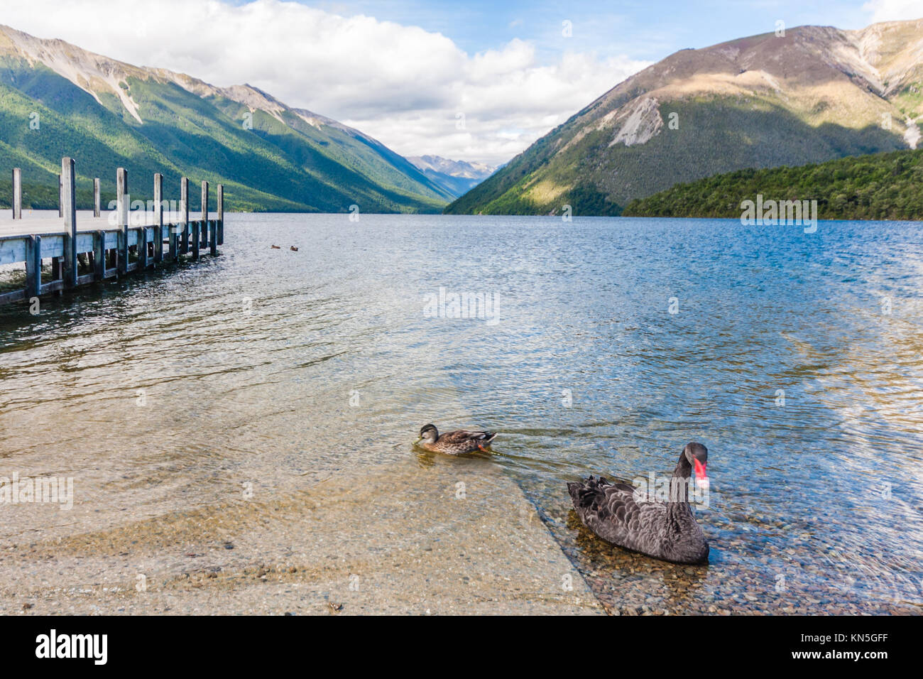 Black Swan und Ente am Lake Rotoiti, Tasman, Südinsel, Neuseeland Stockfoto