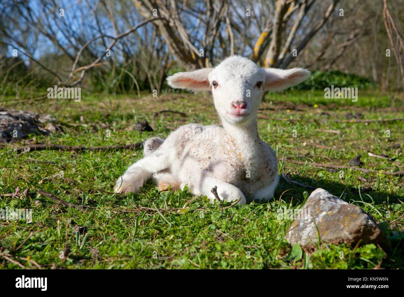 Ein Winter junge Lamm laufen und spielen auf dehesa Landschaft. Stockfoto