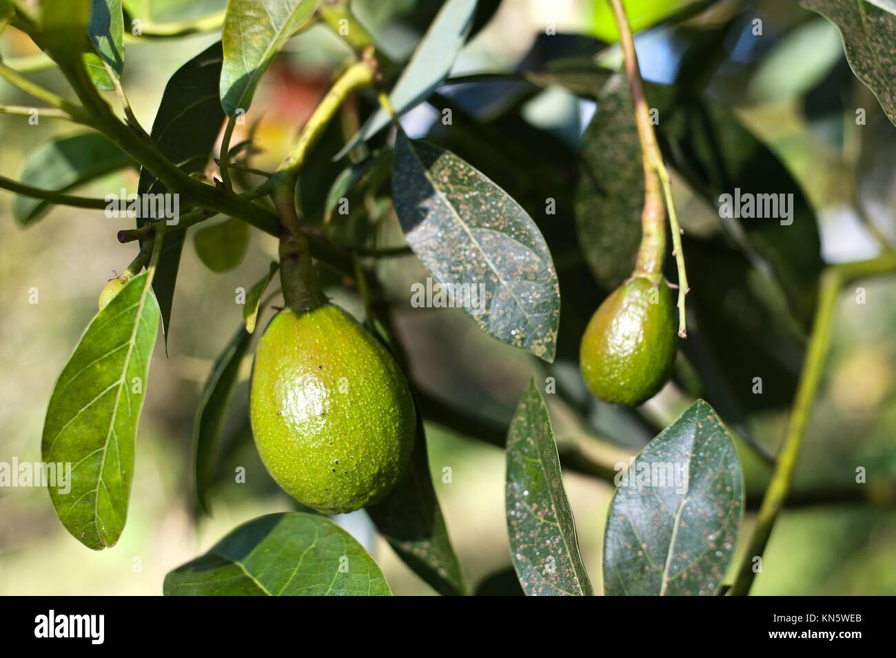 Unreife Avocados in einem Baum im Süden von Äthiopien Stockfotografie -  Alamy