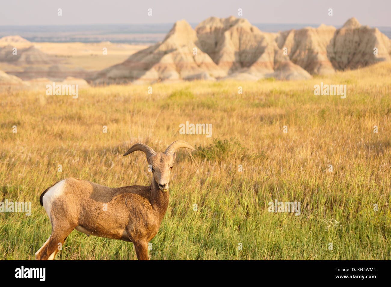 Ein Bighornschafe feeds auf die reichlich Gras in den Badlands von South Dakota Stockfoto