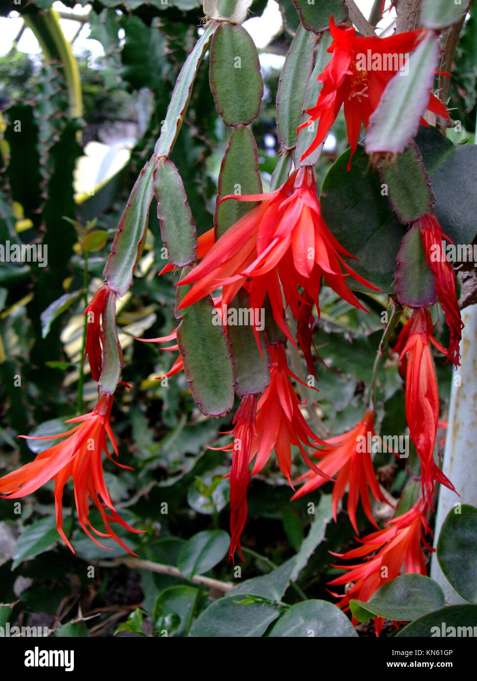 Zigokaktus Blüten rote Blüten im botanischen Garten Stockfoto