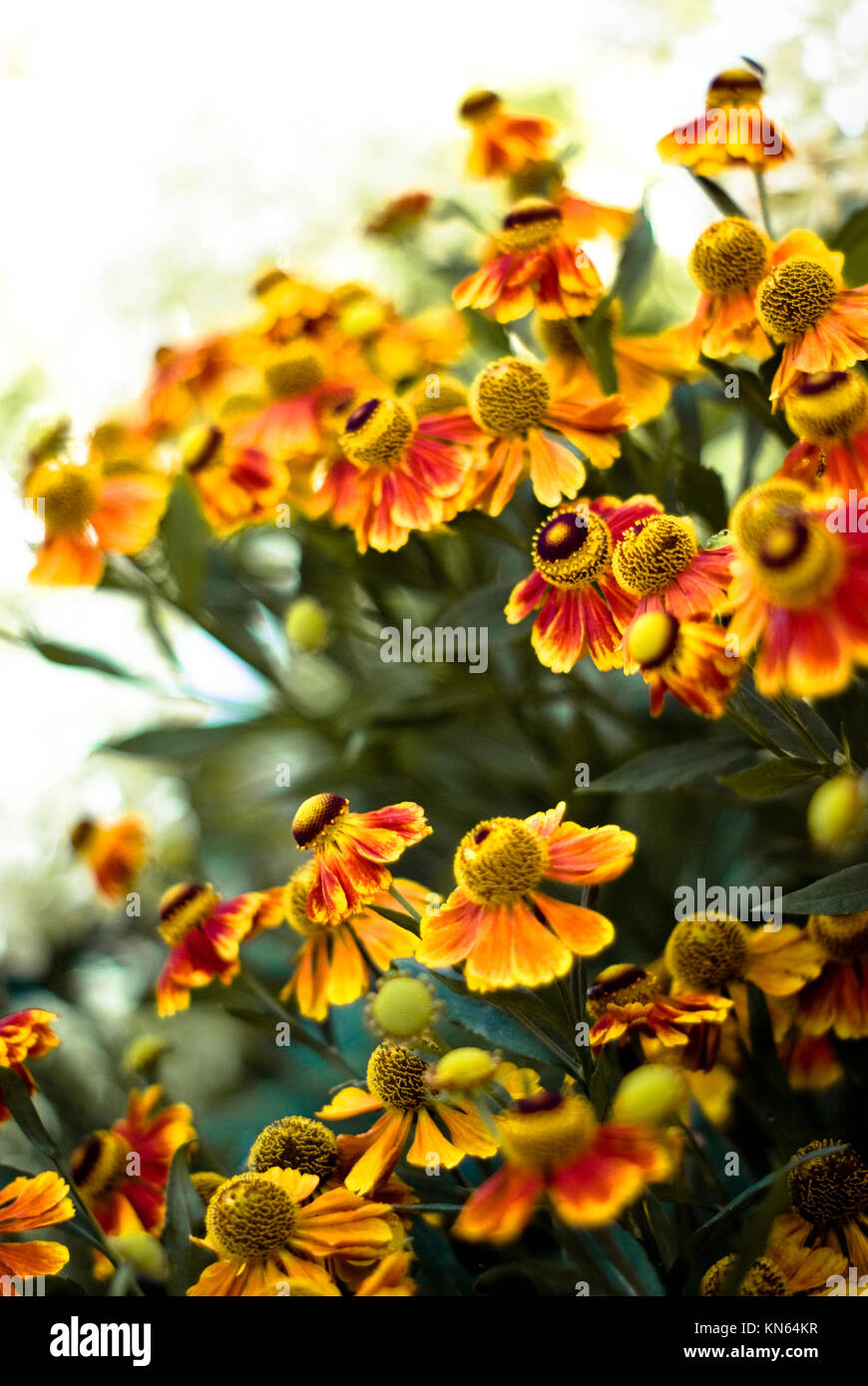 Helenium große Gruppe von Blumen. Orange leuchtenden Farben. Gartenbau Stockfoto