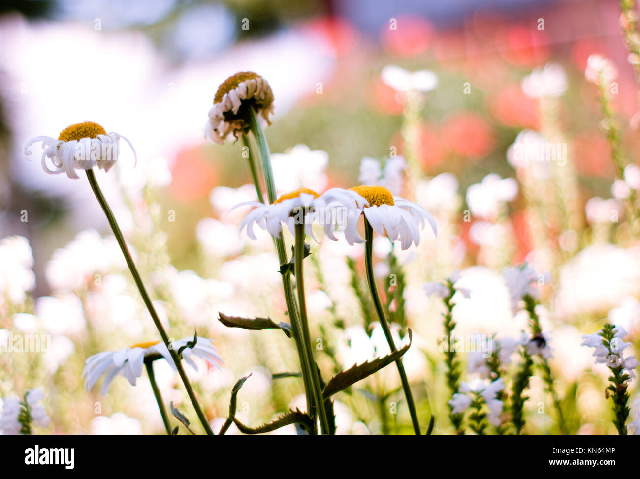 Echinacea weißen Blüten. Viele Blüten. Sonnige Bild Stockfoto