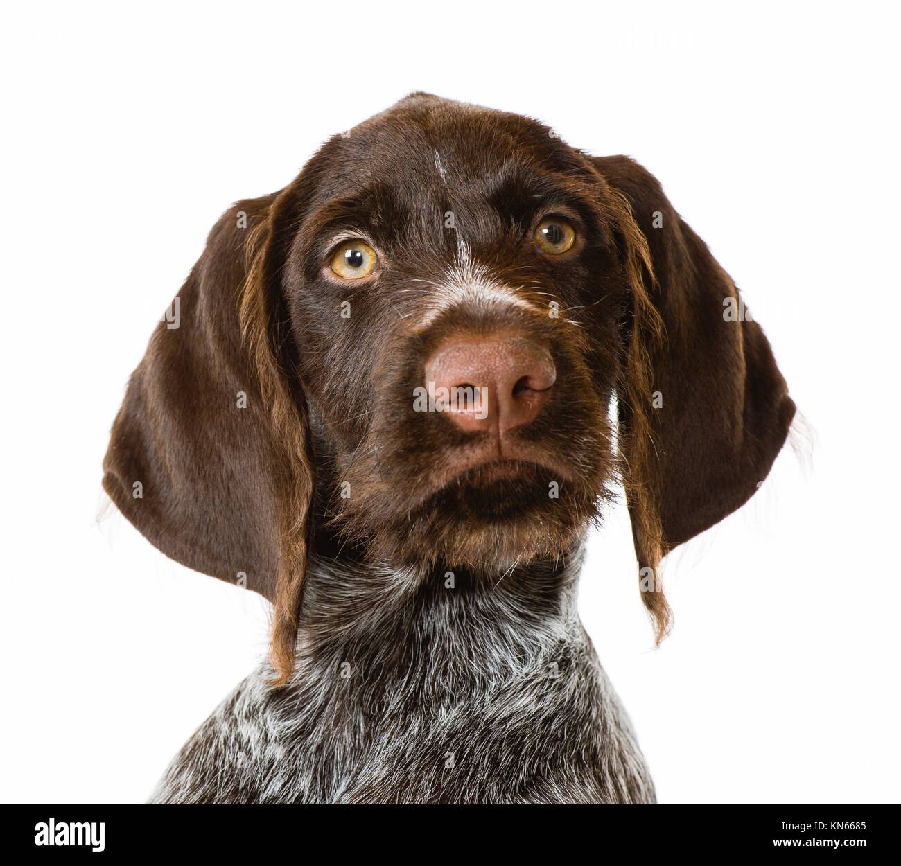 wirehaired shorthaired pointer