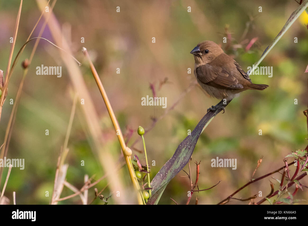 Portrait von Indischen Silverbill Sitzen auf einem Ast an Kamera suchen Stockfoto
