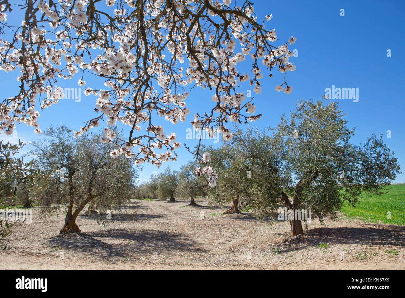 Lonely Pear Tree Branch voller Blüte in der Mitte von Olivenbäumen Anbau Feld. Stockfoto