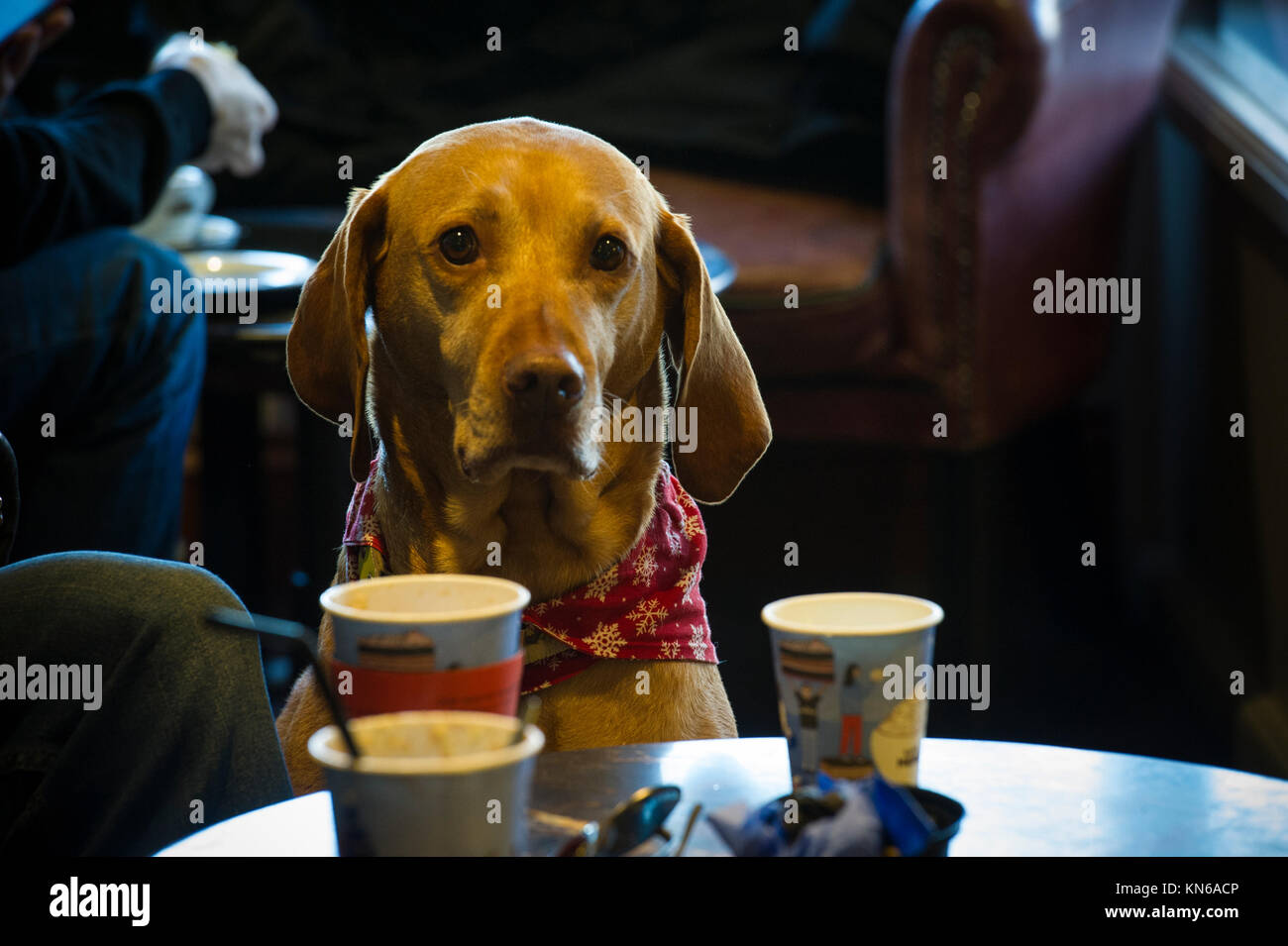 Eine gut erzogene weimaraner Hund in ein Cafe in London Stockfoto