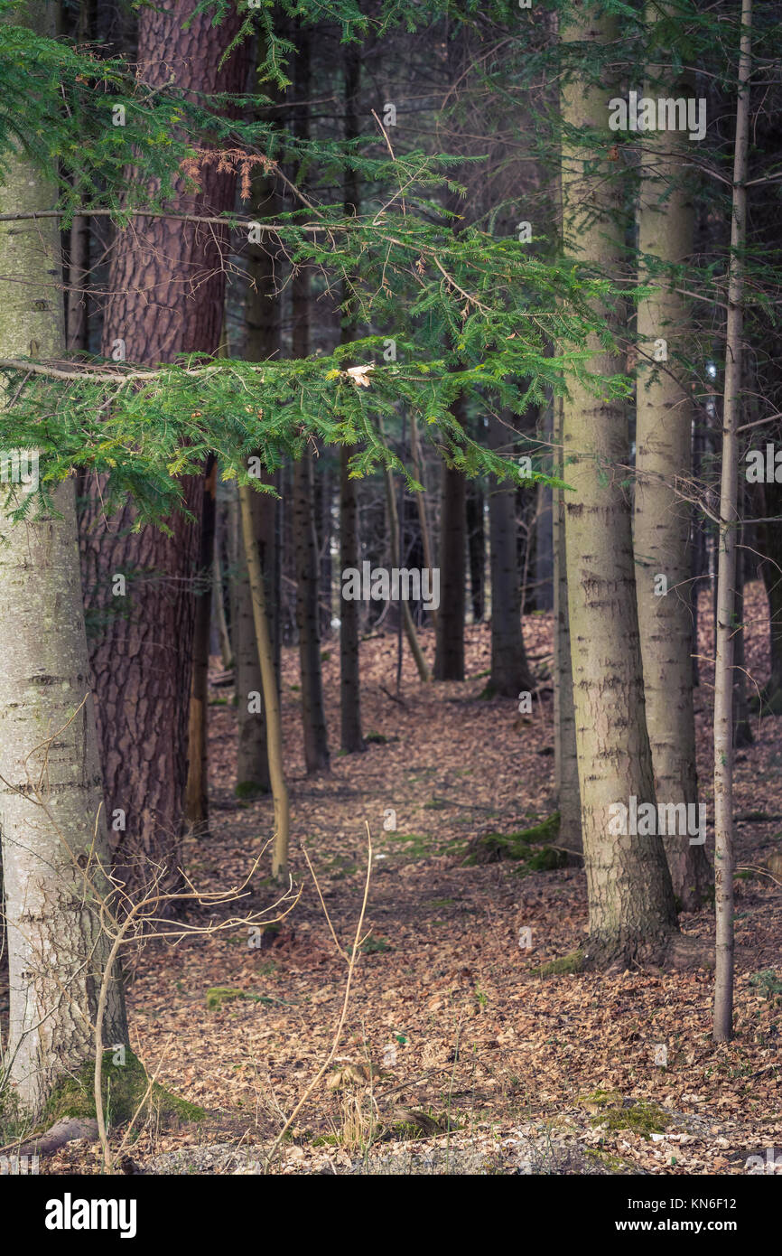 Waldrand Eingang Trunks dichten Boden Bäume Herbst kalt Dramatische Stockfoto