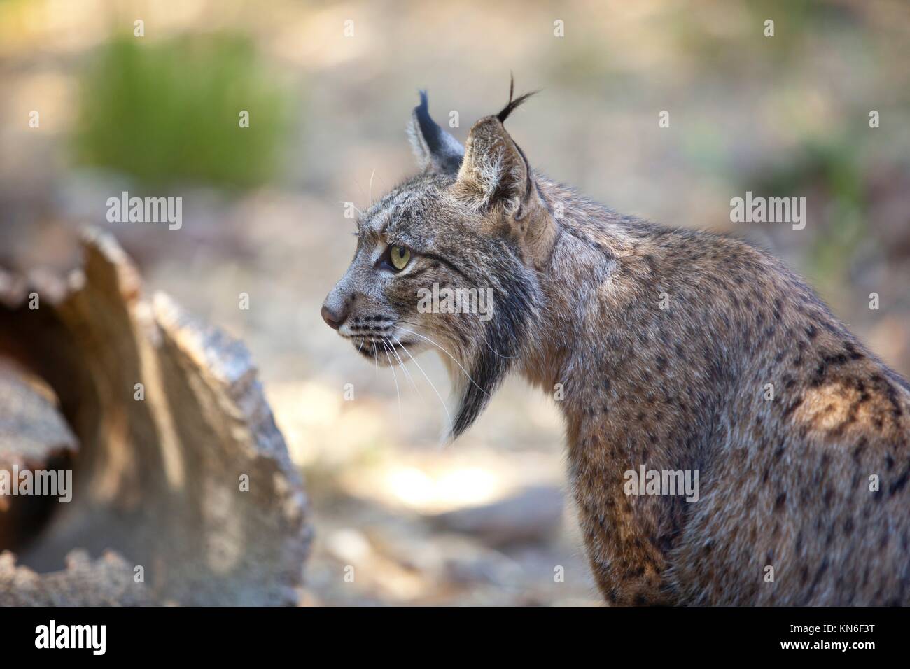 Iberische Luchs oder Lynx pardinus in Wild Life Park. Stockfoto