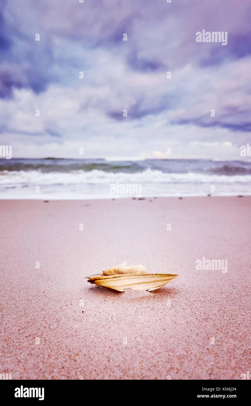 Gebrochene Shell auf einem Strand, geringe Tiefenschärfe, Farbe getonte Bild, natürliche Hintergrund. Stockfoto
