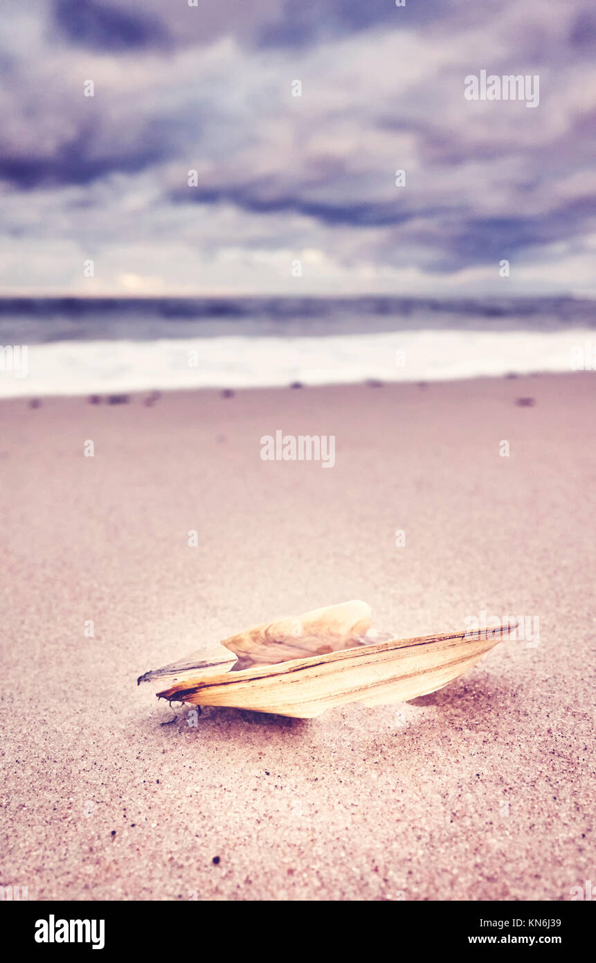 Gebrochene Shell auf einem Strand, geringe Tiefenschärfe, Farbe getonte Bild, natürliche Hintergrund. Stockfoto