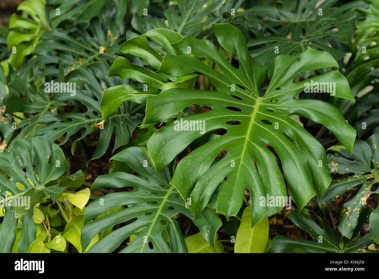 Gattung monstera -Fotos und -Bildmaterial in hoher Auflsung  Alamy