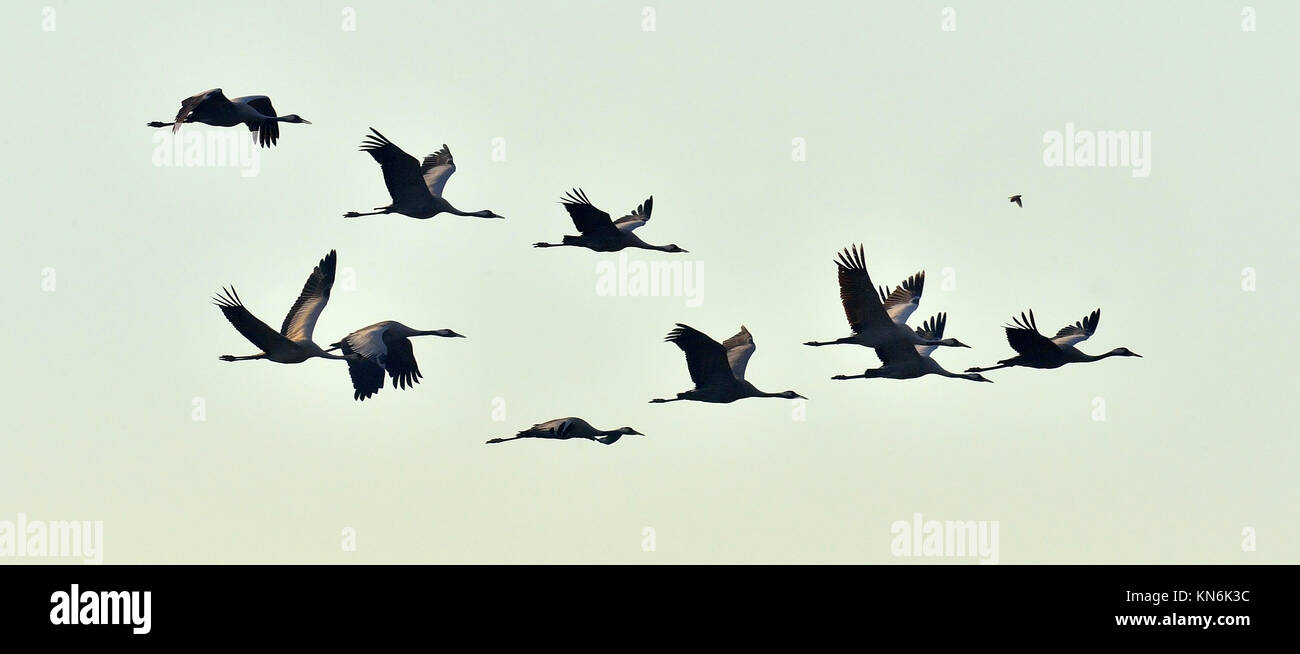 Vögel im Flug. Die Silhouetten von Kranen im Flug. Herde der Kraniche fliegen bei Sonnenaufgang. Nebeliger morgen, Sonnenaufgang Himmel Hintergrund. Kranich, Grus Grus Stockfoto