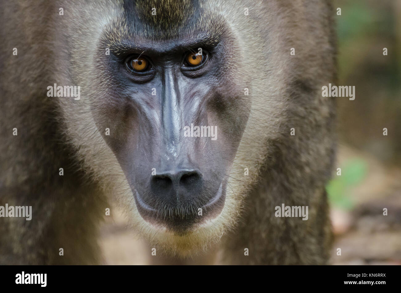 Closeup Portrait von Drill Affe im Regenwald von Nigeria Stockfoto