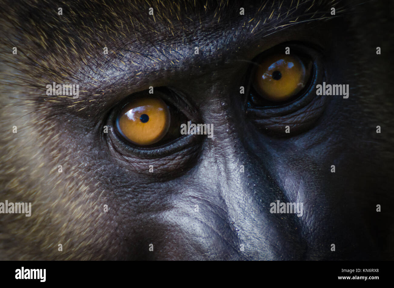 Closeup Portrait von jungen bohren Affe im Regenwald von Nigeria Stockfoto