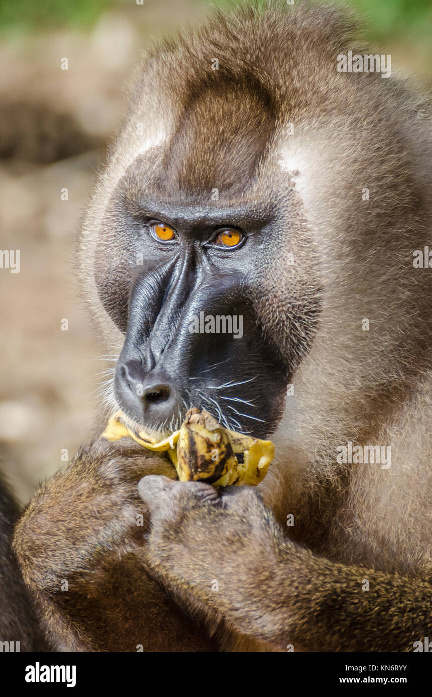 Portrait der männlichen bohren Affen essen Bananen im Regenwald von Nigeria Stockfoto