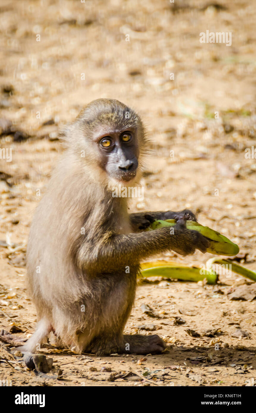 Junge bohren monkey Fütterung auf Banane in Regenwald von Nigeria Stockfoto